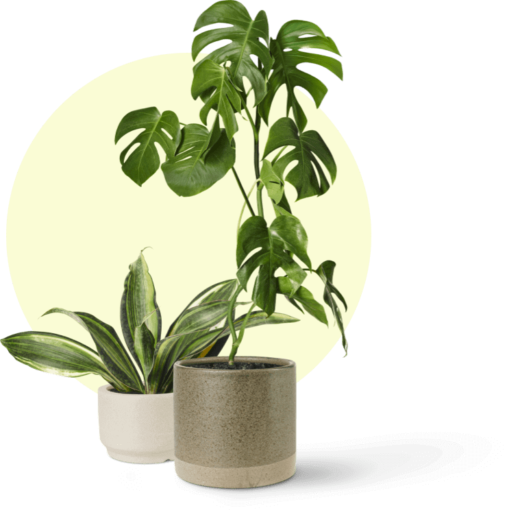 House plan & Office plant