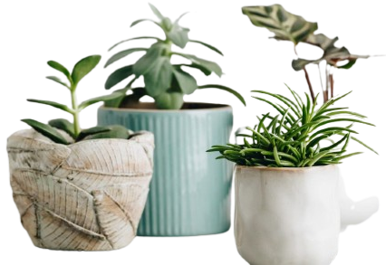 Make your home green