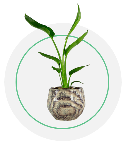 Trailing and Climbing Plants