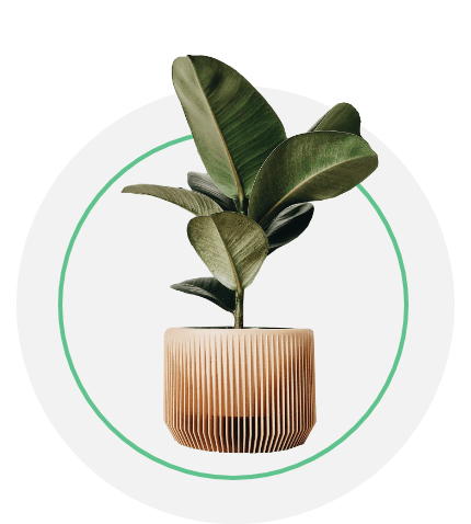 Indoor Tree Type Plants